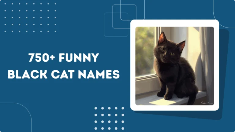 Funny Black Cat Names