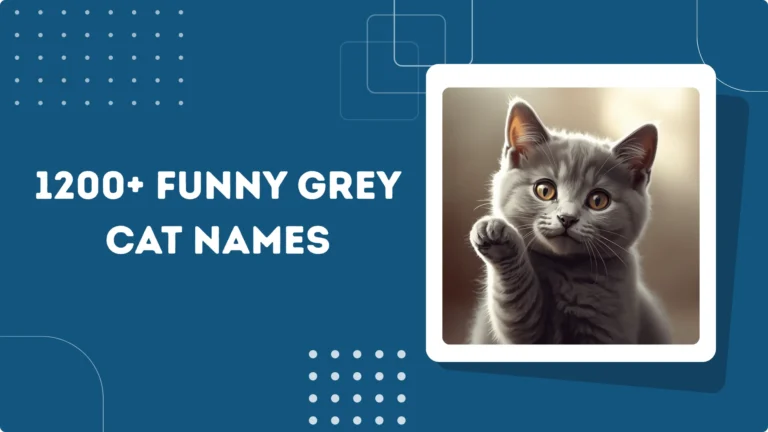 Funny Grey Cat Names